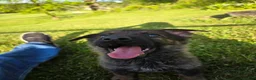 German Shepherd dogs for sale: German Shepherd Puppy 1 - Ad 5