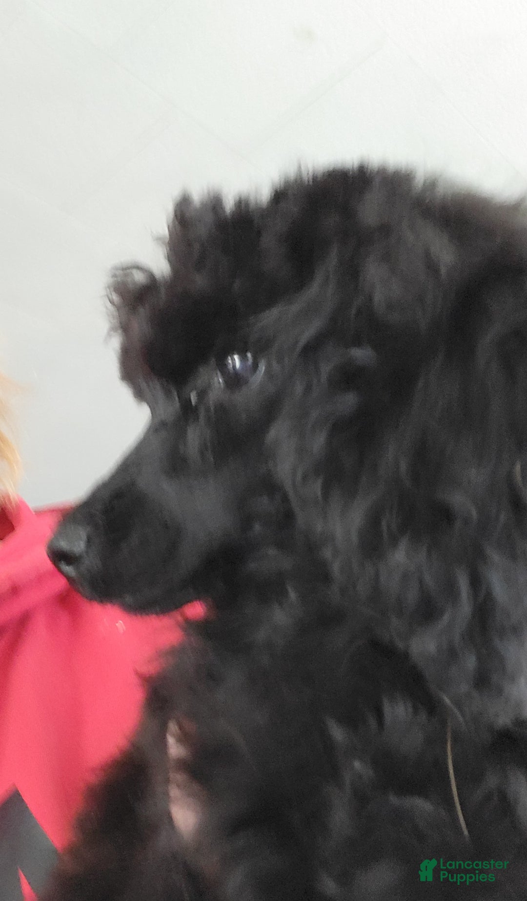 Miniature Poodle dogs for sale: Miniature Poodle - Maxwell - Ad 3