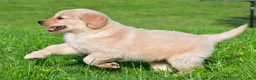 Golden Retriever dogs for sale: Leo - Ad 5