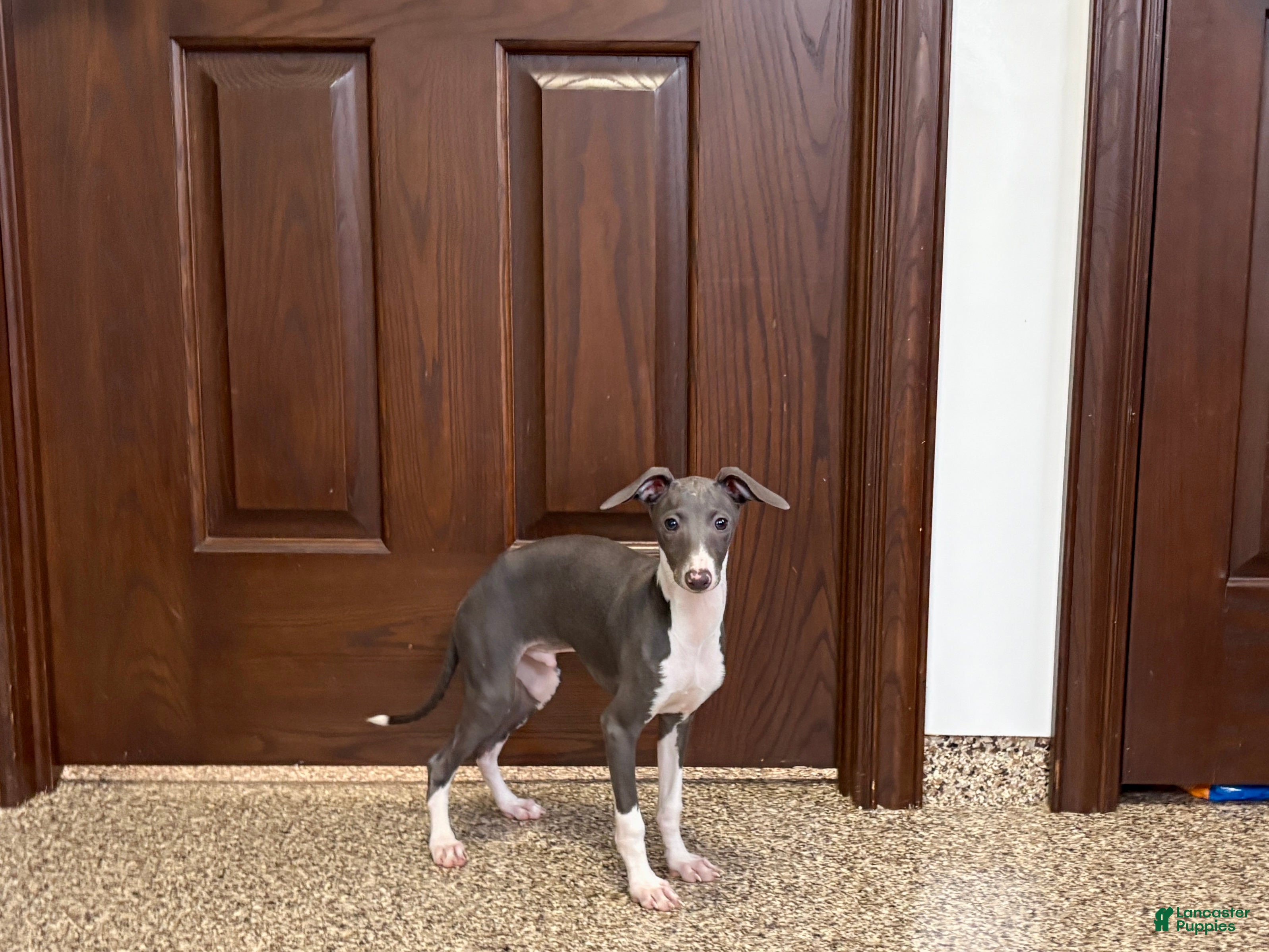 Italian Greyhound dogs Larry - Ad 1