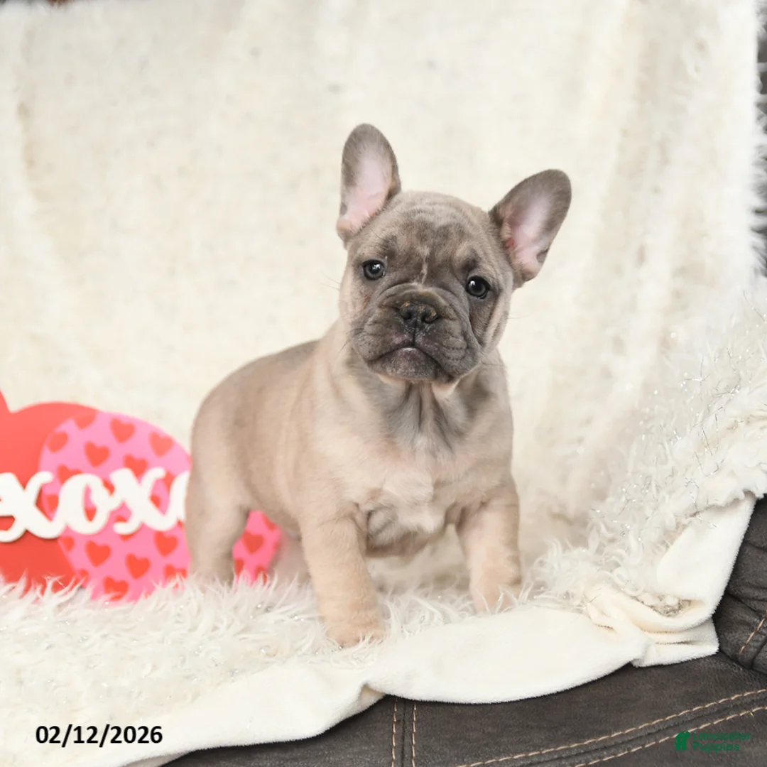 French Bulldog dogs for sale: Happy - Ad 4