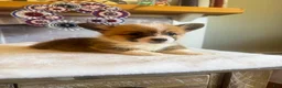 Welsh Corgi Pembroke dogs for sale: Alfredo - Ad 11