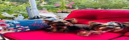 Yorkshire Terrier dogs for sale: Ace - Ad 10