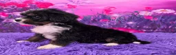Mini Bernedoodle dogs for sale: Kyra - Ad 3