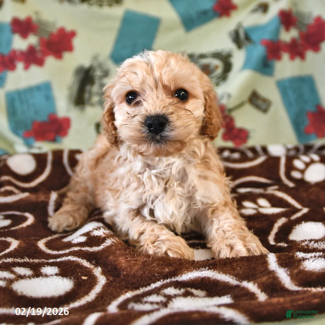Cockapoo dogs for sale: Harry - Ad 2