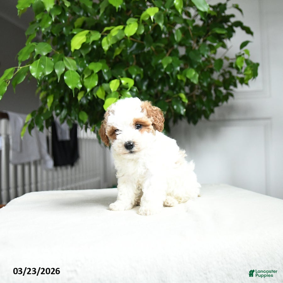 Miniature Poodle dogs  Georgina - Ad 2
