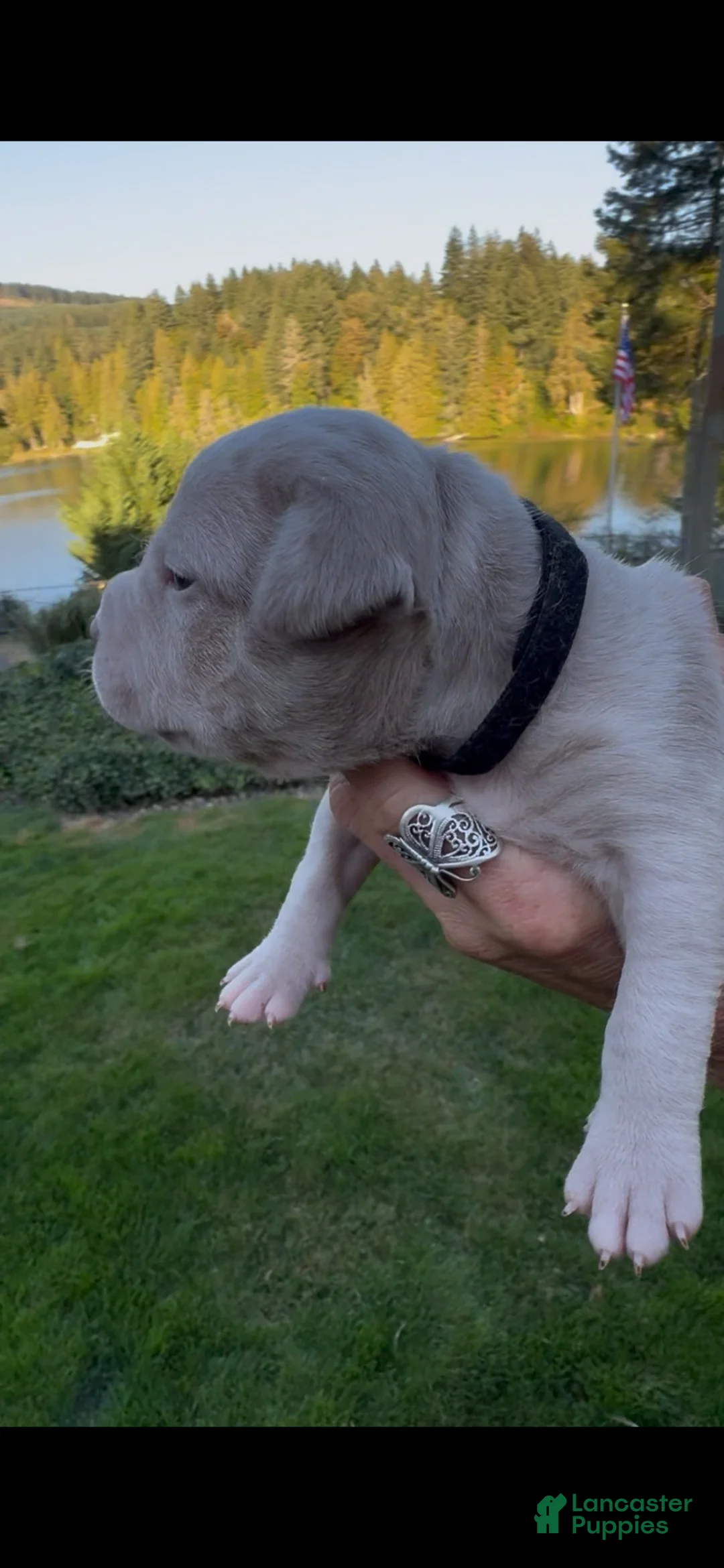 American Bully dogs for sale: American Bully 3 - Ad 1