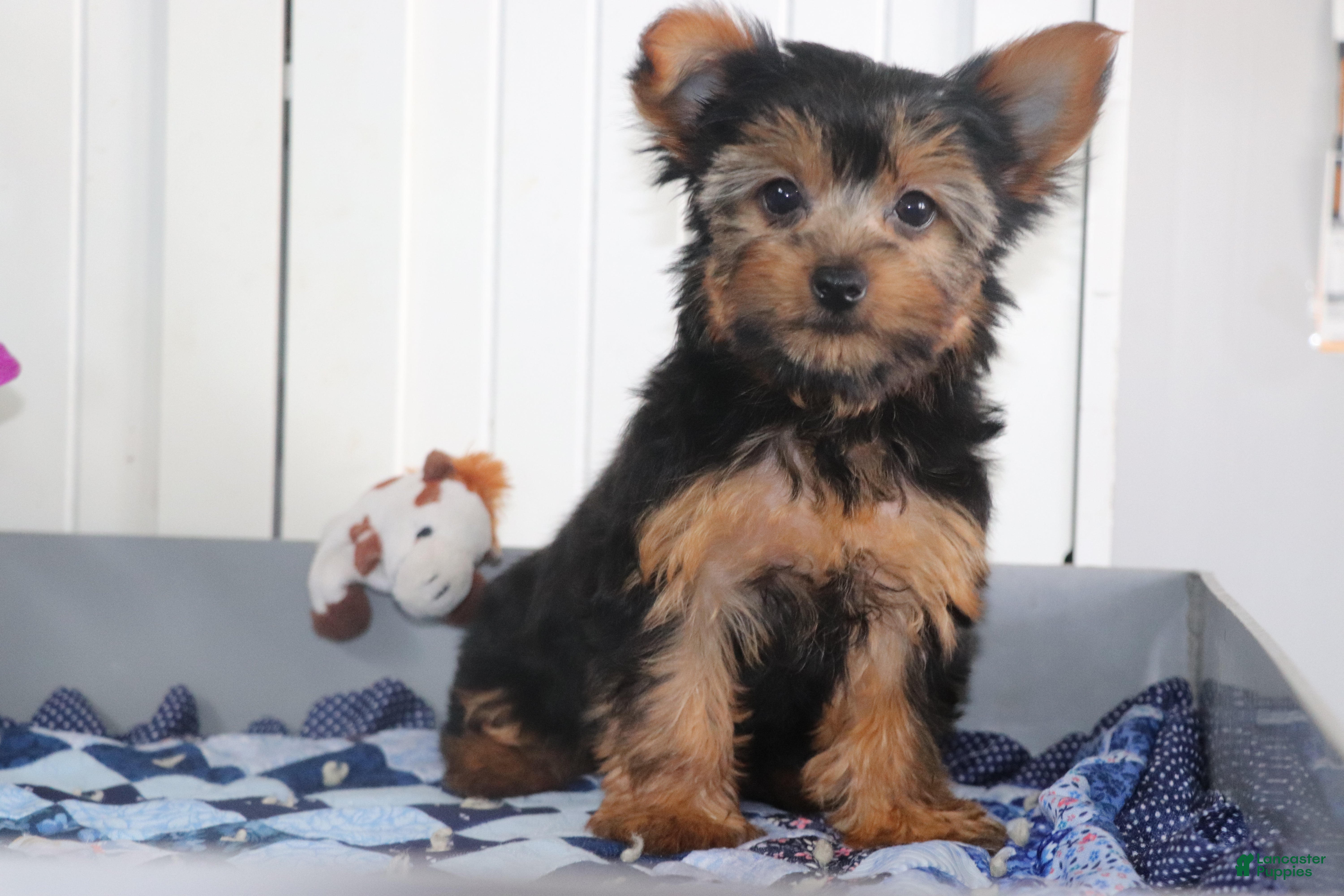 Yorkshire Terrier dogs Violet - Ad 2