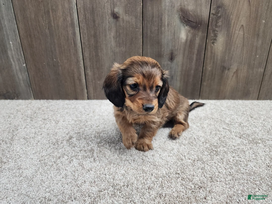 Miniature Dachshund dogs for sale: Miniature Dachshund Puppy 2 - Ad 4