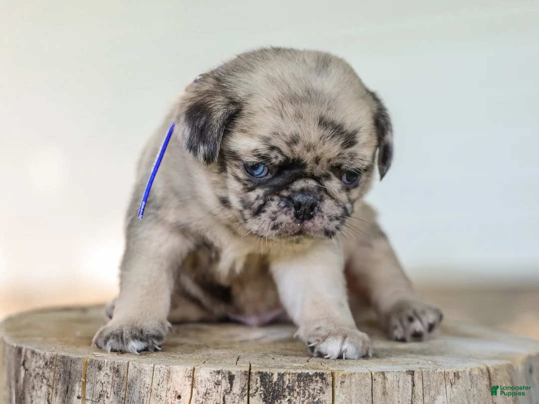 Pug dogs for sale: Almanzo Purebred Pug - Ad 2