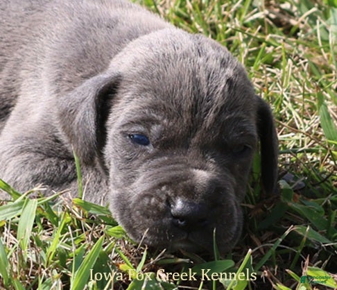Great Dane dogs Sarge - Ad 28