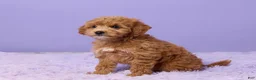 Mini Goldendoodle dogs for sale: Gracie - Ad 2
