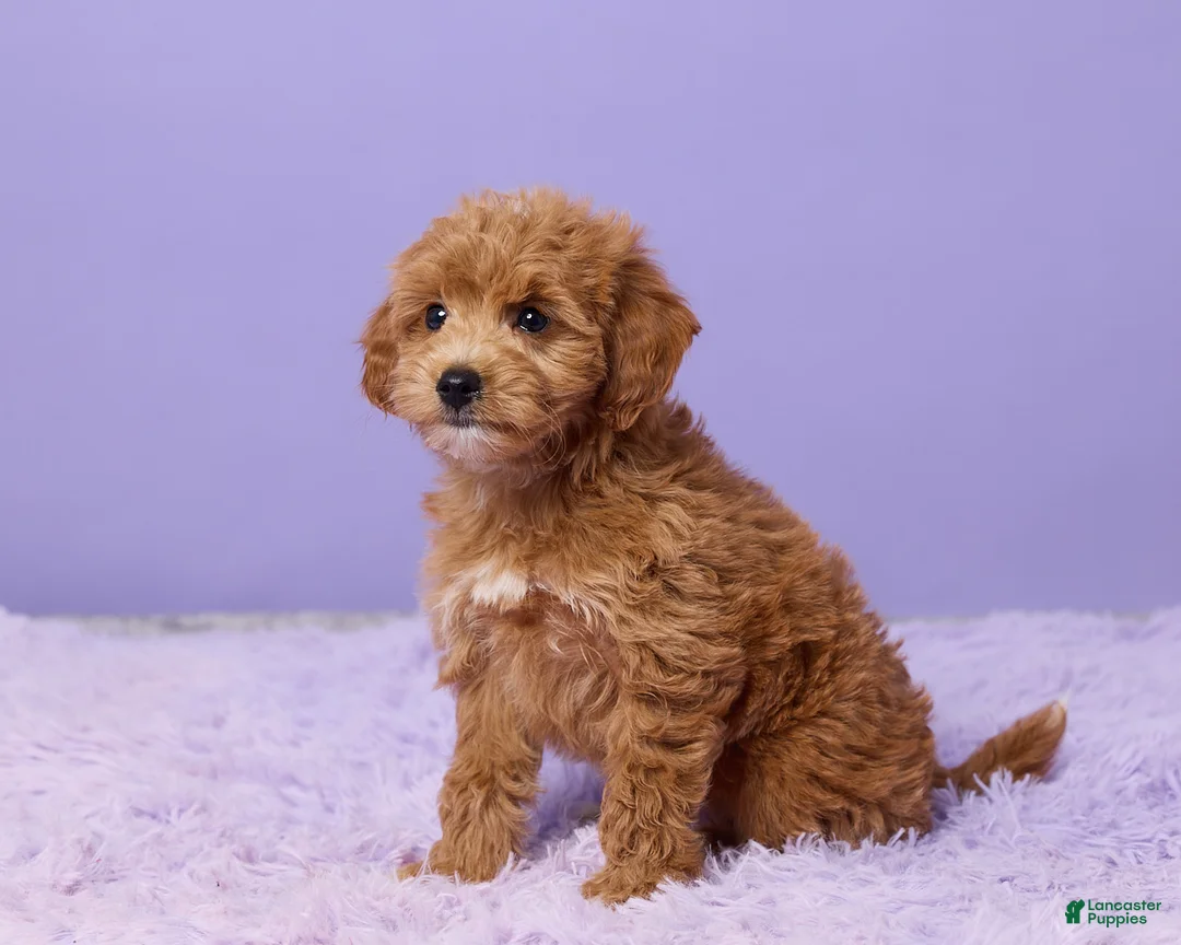 Mini Goldendoodle dogs for sale: Gracie - Ad 2