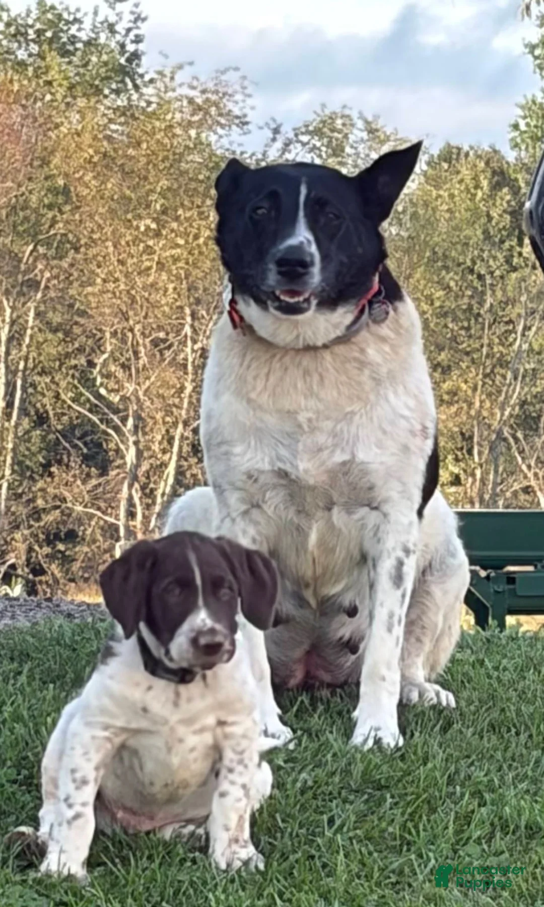 Mixed Breed dogs for sale: Buck - Ad 2