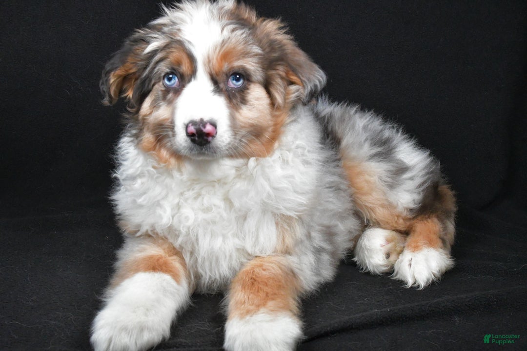 Australian Shepherd dogs for sale: Birley - Ad 4