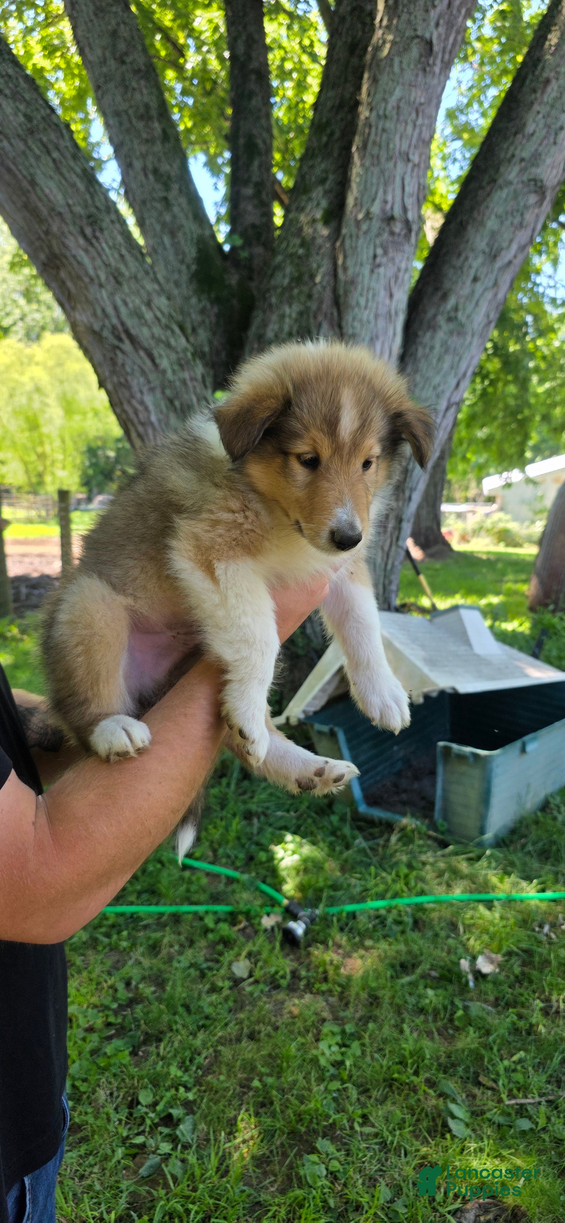 Collie dogs Collie Puppy 2 - Ad 1