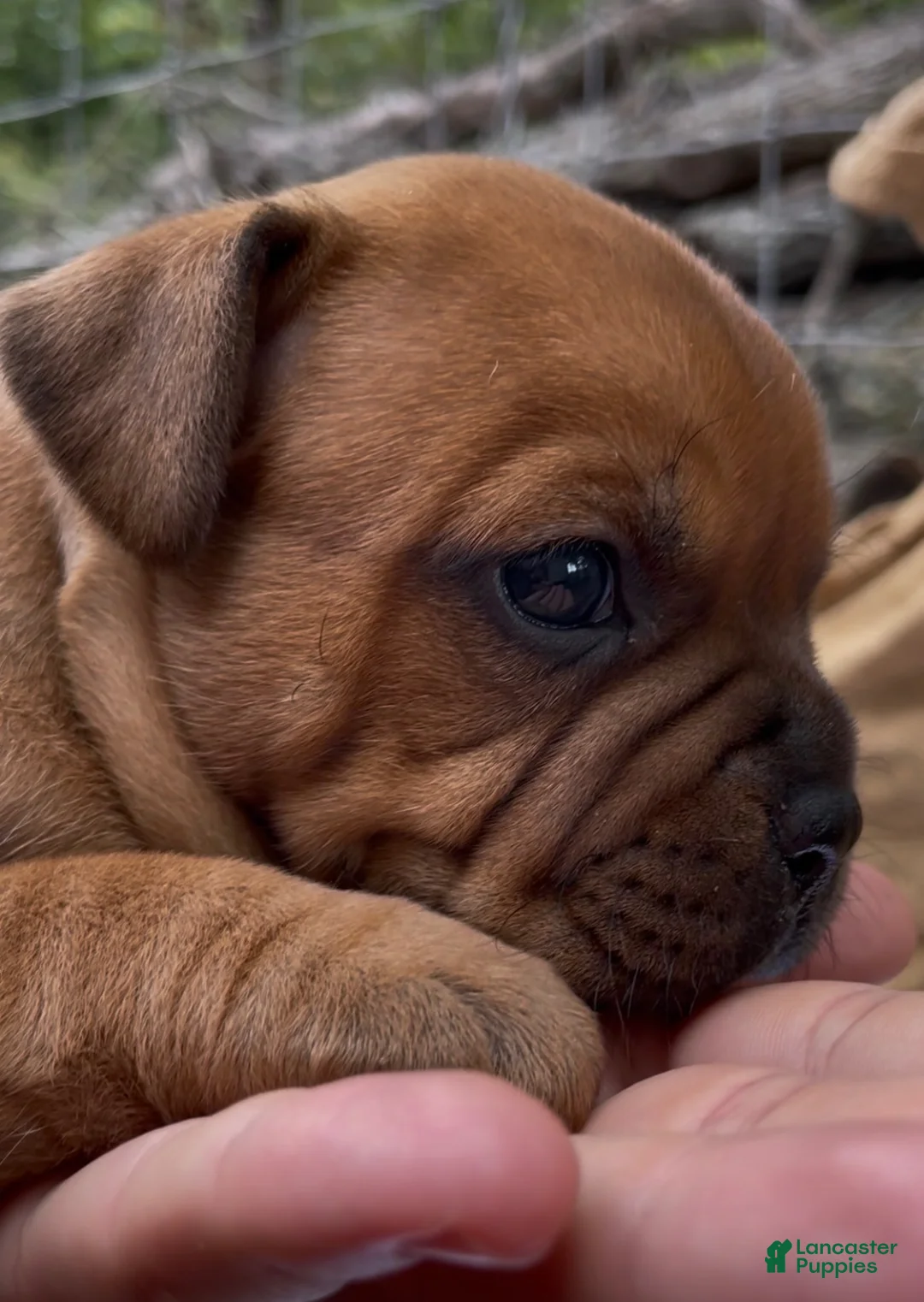 Staffordshire Bull Terrier dogs for sale: Tella - Ad 1