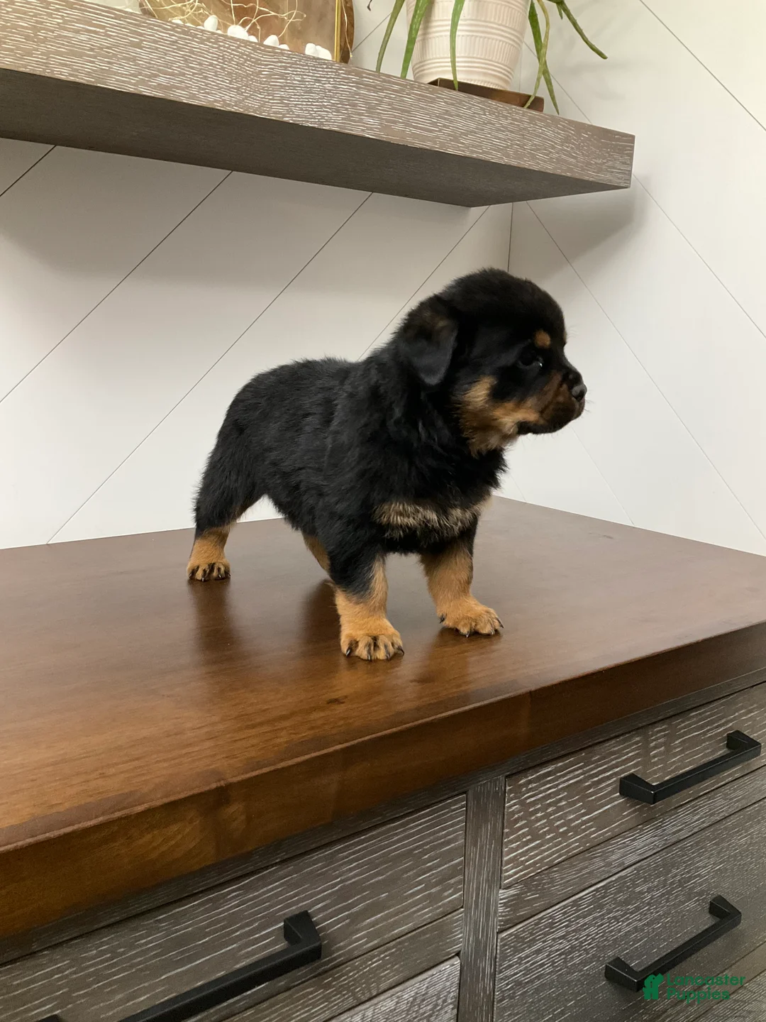 Rottweiler dogs for sale: Rottweiler Puppy 4 - Ad 1
