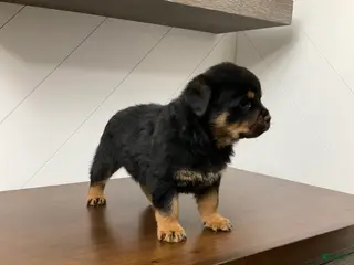 Rottweiler dogs Rottweiler Puppy 4 - Ad 8