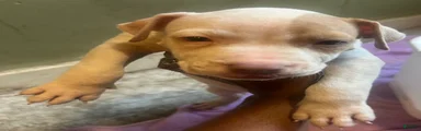 American Pit Bull Terrier 4