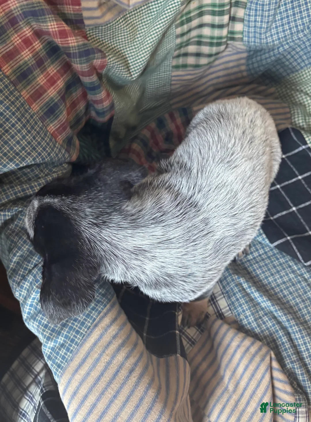 Australian Cattle Dog dogs for sale: Curly - Ad 11