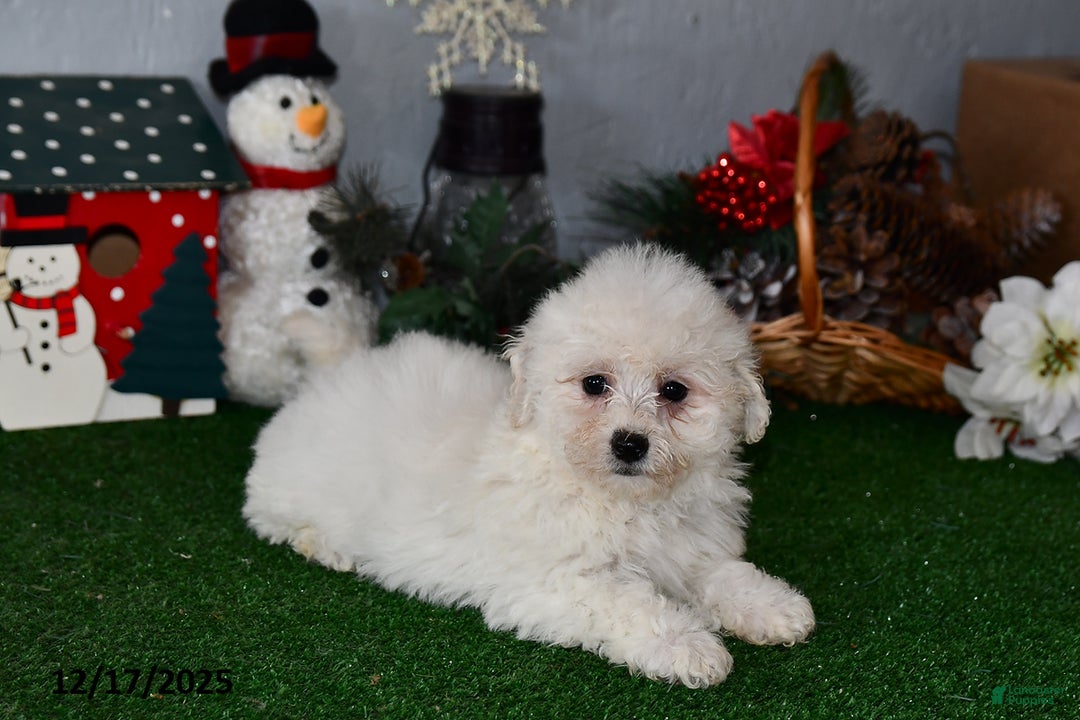 Bichpoo dogs for sale: Bella   - Ad 1