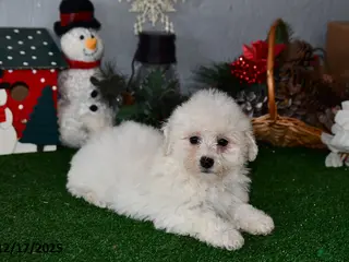 Bichpoo dogs Bella - Ad 40