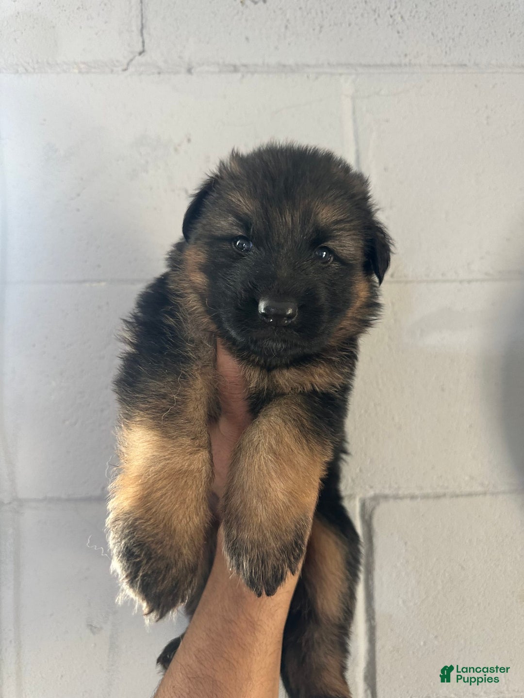 German Shepherd dogs for sale: Mango - Ad 13
