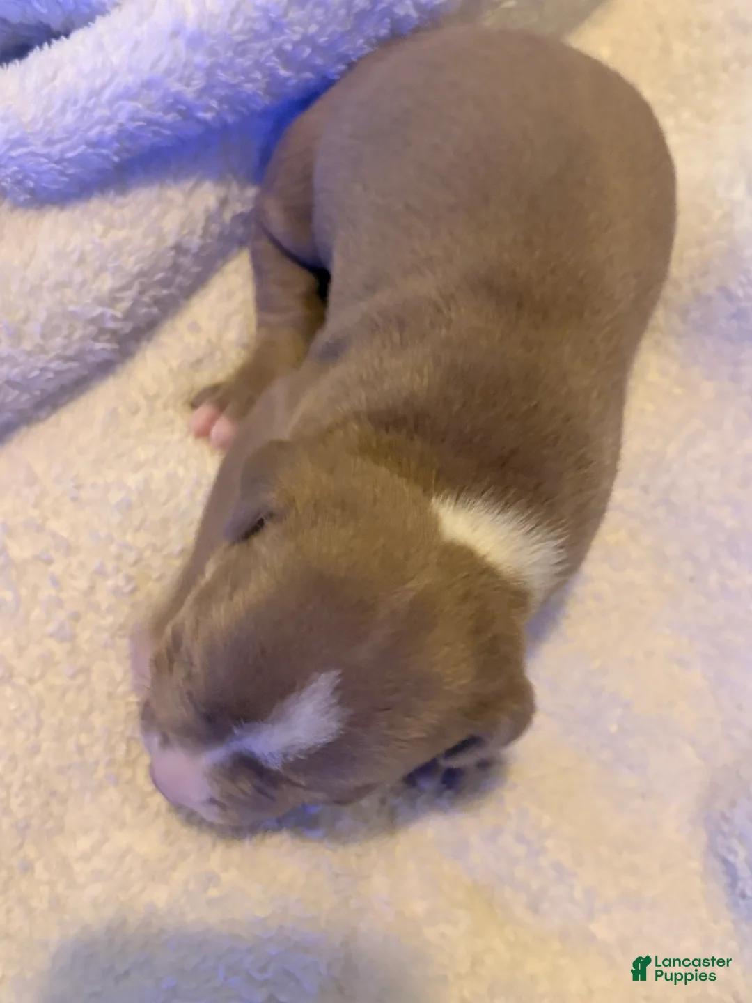 American Pit Bull Terrier dogs for sale: American Pit Bull Terrier Puppy 1 - Ad 2