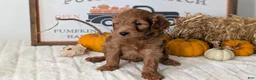 Mini Goldendoodle dogs for sale: Jackson - Ad 8