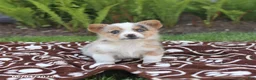 Mixed Breed dogs for sale: Skippy - Ad 3