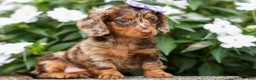 Miniature Dachshund dogs for sale: Isabelle🩷  - Ad 8
