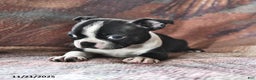 Boston Terrier dogs for sale: Joey - Ad 1