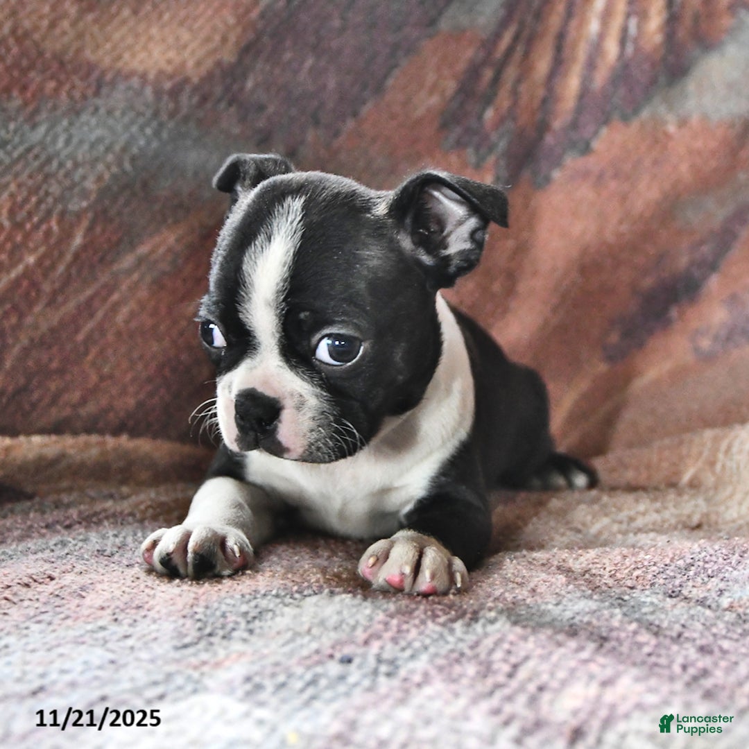 Boston Terrier dogs for sale: Joey - Ad 1