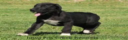 Great Dane dogs for sale: Max - Ad 7
