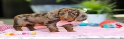 Dachshund dogs for sale: Avery - Ad 6