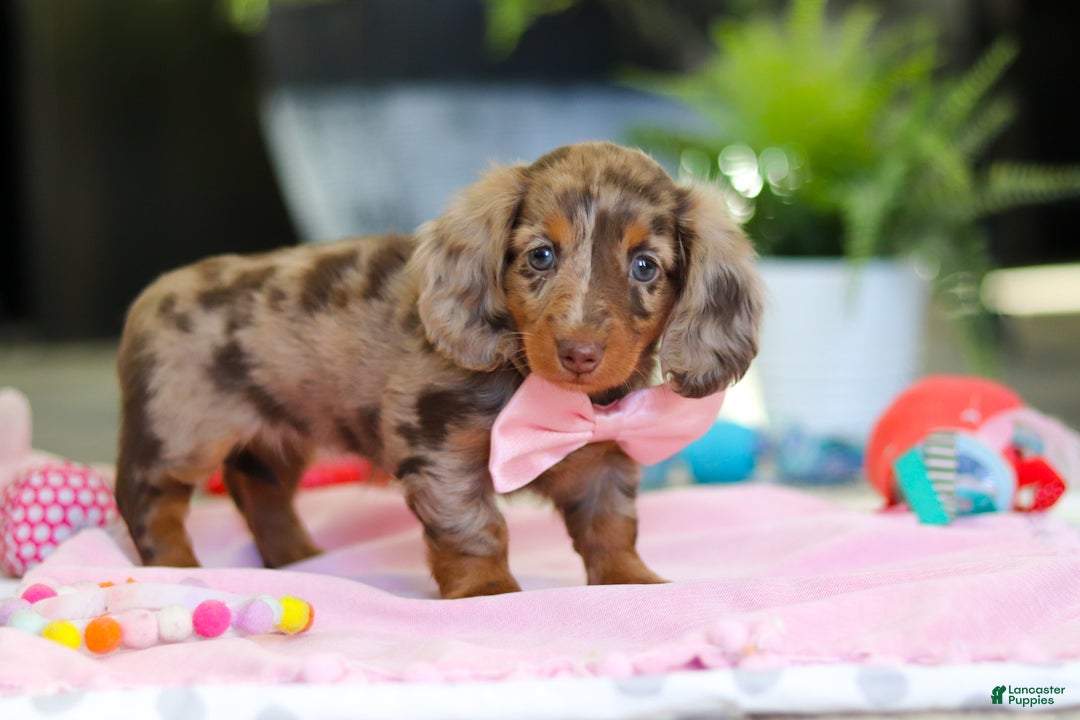 Dachshund dogs for sale: Avery - Ad 6