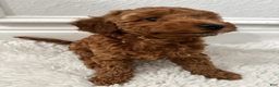 Toy Poodle dogs for sale: Luna - Ad 3