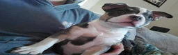 American Bully dogs for sale: American Bully 5 - Ad 24