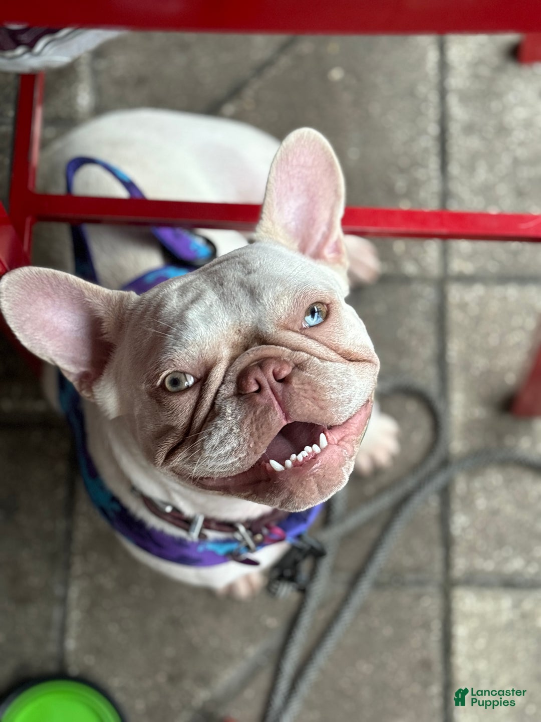 Gallery Image {{count}}