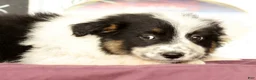 Mixed Breed dogs for sale: Twila - Ad 4