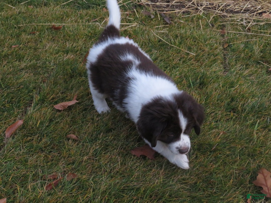 Newfoundland dogs for sale: Chai - Ad 14