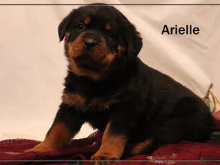 Rottweiler dogs Arielle - Ad 33