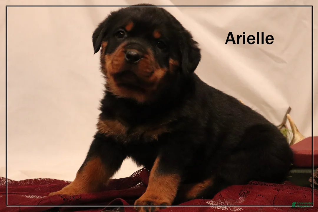 Rottweiler dogs for sale: Arielle - Ad 1