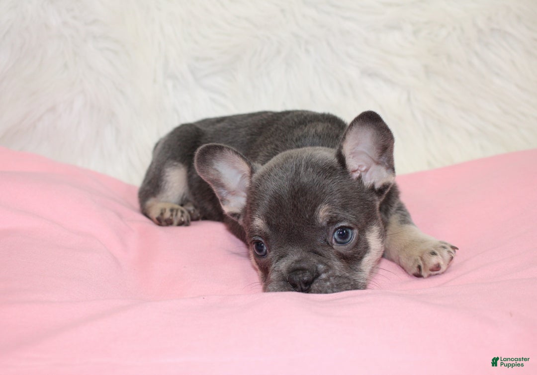 Mixed Breed dogs for sale: Ty - Ad 3