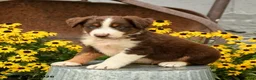 Australian Shepherd dogs for sale: Fletcher - Ad 5