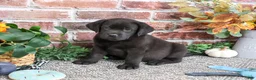 Labrador Retriever dogs for sale: Topaz - Ad 2