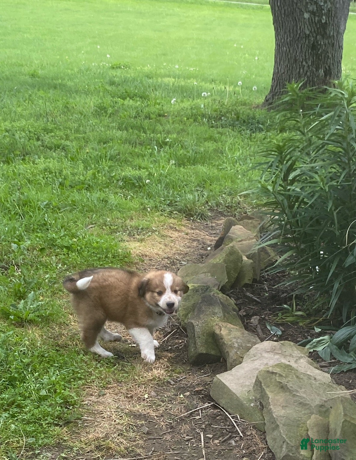 Mixed Breed dogs for sale: ♥️HAPPY GIRL HEIDI♥️ - Ad 11