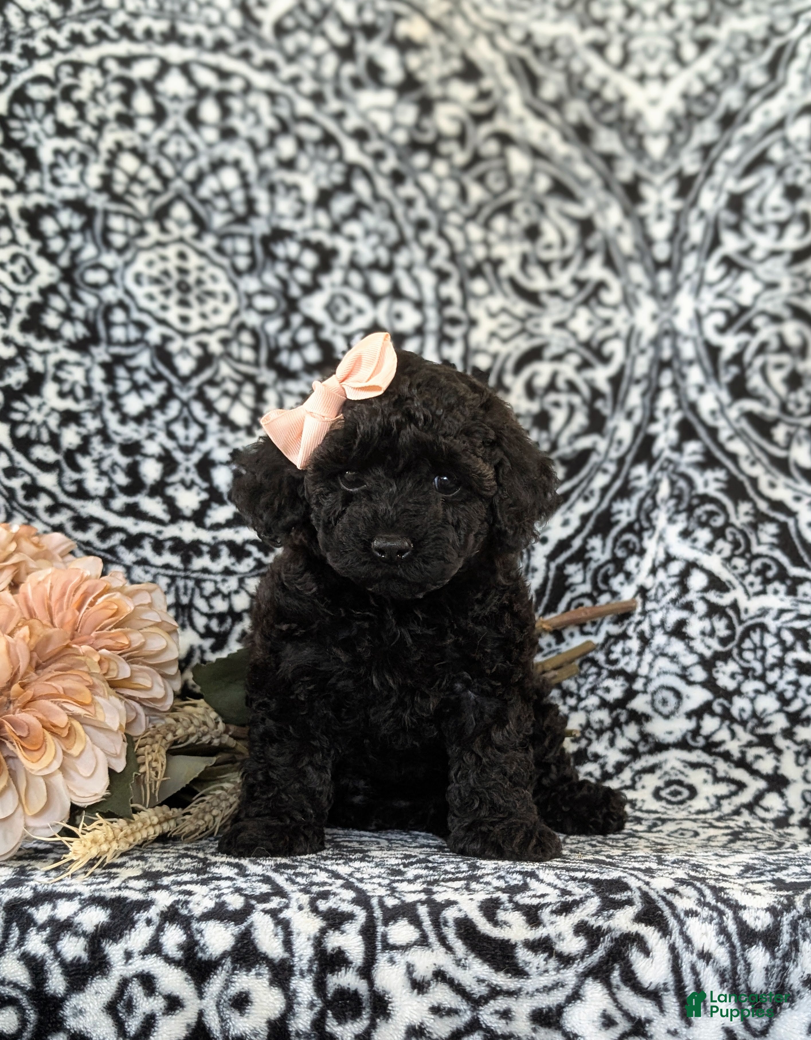 Toy Poodle dogs Lolah - Ad 1