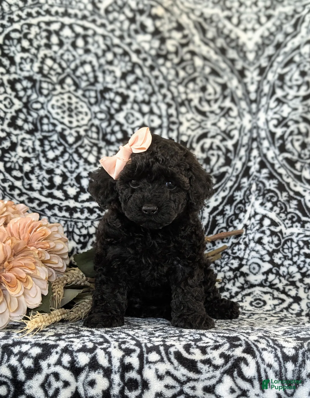 Toy Poodle dogs for sale: Lolah - Ad 1
